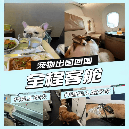 安顺市宠物托运到白俄罗斯宠物入境规定和要求